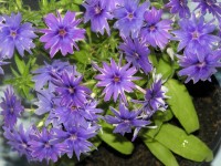 /album/phlox/flox-nizky-fialovy-jpg/